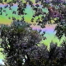 Fleeting Thoughts trees