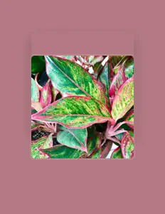 收听 Kaiden Stewart、观看音乐视频、阅读小传、查看巡演日期等 ！