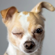 Dog Reels Beat (Can I Pet That Dog) - Bang Musik
