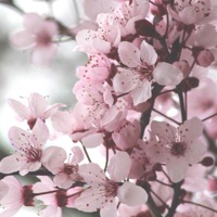 Lucid Dreamz - Single - Scottydub