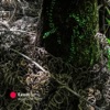 Eeem - Between Endpoints