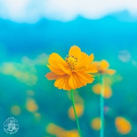 Bloomin - Single - Hoffy Beats, DESH & Howden