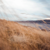 Wind Sounds (Loopable) - Nature Of Sweden