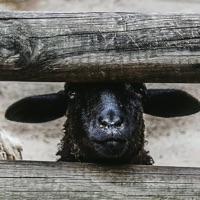 Ba Ba Black Sheep (feat. Baby Nursery Rhymes) - Single - Nursery Rhymes No Words