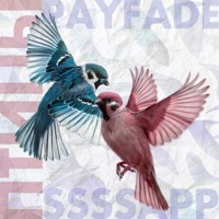 Птицы - Single - ssssapp & PayFade