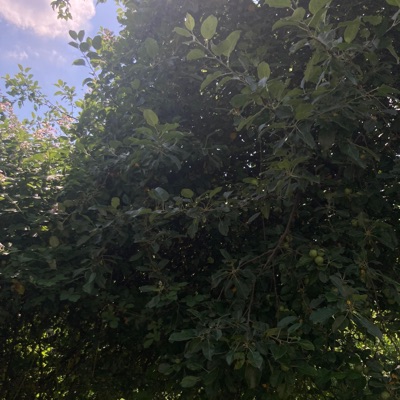 71MEA- În Pădure la Ciolpani - Single