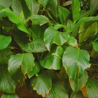 MyOnly (feat. GYPTXVN) - Single - Mally.A