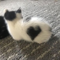 #all4u (feat. dom!) - Single - ImRico