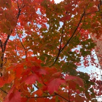 #Ocflowber - Ace da Vinci