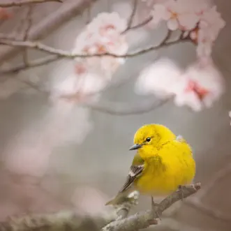 Willow Warbler Singing Bird Sounds for a Happy Mood and Positive Attitude by Bird Sounds, Soothing Sounds & Mother Nature FX song reviws