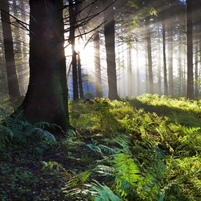 Morning Forest Sounds For Sleep and Relaxation