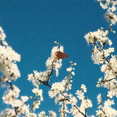 Butterflies - Single