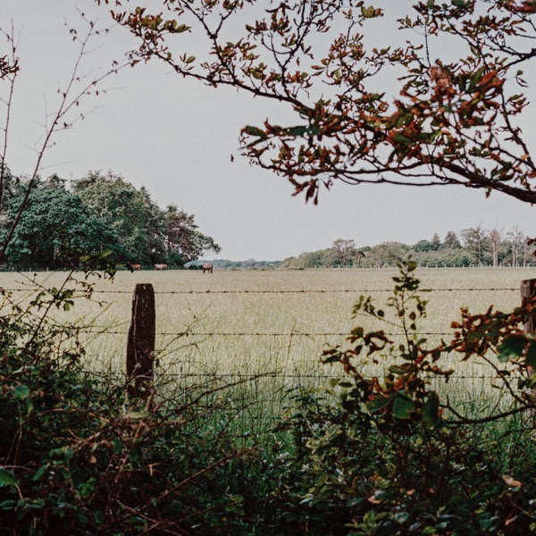 Meadowland - Single
