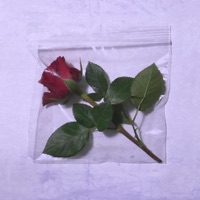 Rosen - Single - 3kut