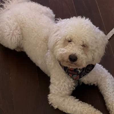 Tf is a V l o? - Single