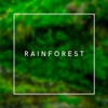 Infraction Music - Rainforest