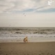 Kind Spirits Single