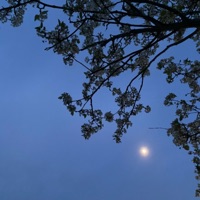 Show My Tears - Single - claude