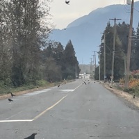 Bleeding In the Battlefield - Single - no.cape & nilöwh.