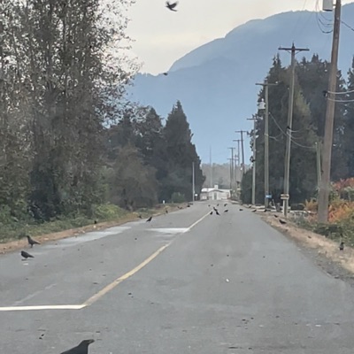 Bleeding In the Battlefield - Single