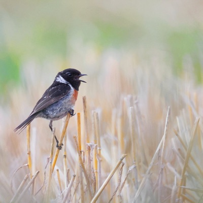 DONNI BD - One Two Three