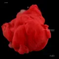 Diffusion