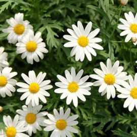 Princess Daisy! (feat. L!GHTZ) Vegas Cy!