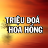 Triệu Đóa Hoa Hồng (Pop Hòa Tấu) - Vu Cuong