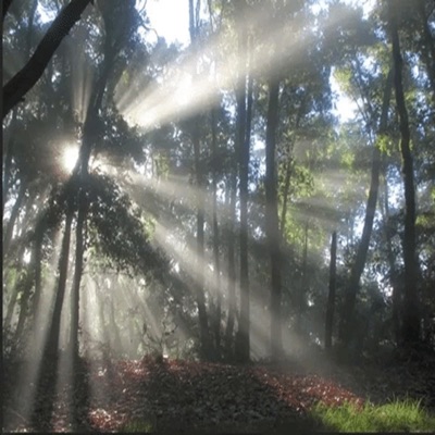 The Light Shines Through - Single