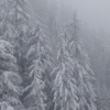 I Miss the Snow - Single