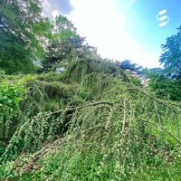 Sms - Single - Patchymate