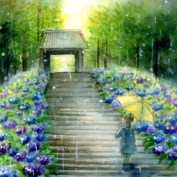 Hydrangea