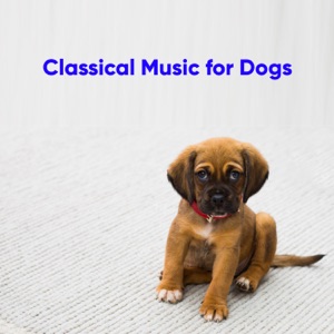 Dog Classical