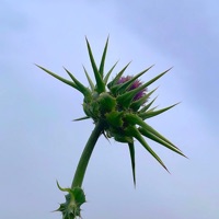 העולם ממשיך בלעדיך - Single - Tohar