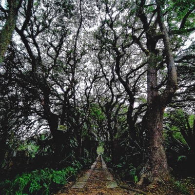 Álbum Instrumental No. 5: Castelo Invisível