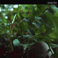 Boston Fern (Blow Up) - Grandace