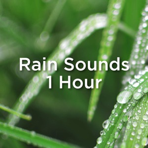 Rain Sounds 1 Hour