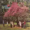 Trio Nordestino - Voltarei Se Puder