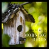 Morning Birds - Time to relax and meditate with nature sounds - EP