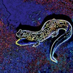 The SALAMANDER (feat. Pan-cake & Gwear) [Remix] - Single