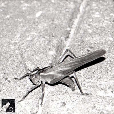 Tunes from a Divided City - EP