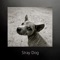 Stray Dog - Georgisound lyrics