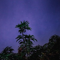 Actual Perspective - Single - dr. niar