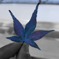 Moonroof Weather (feat. William Micourt) - Single - Sleepyiki