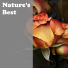 Bees in the Forest - Nature Sounds Nature Music