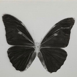 Chewing on Bees Coasting