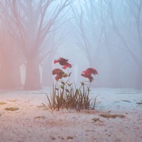 Let Go - Single - Liquid $moke