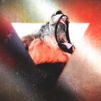 Trykk På Gass - Single - Moshta