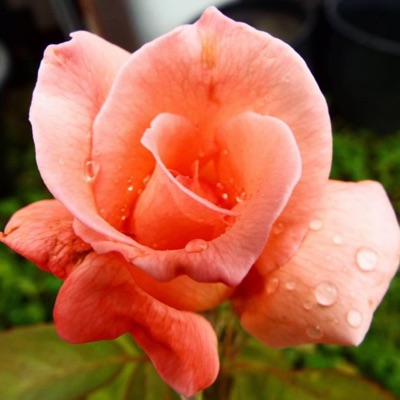 Mamas Flowers (feat. Joey az, KingDavid alegend & Lisa Fine) [Radio Edit] - Single