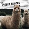 January 30, 2020 - The Pissed Alpacas lyrics